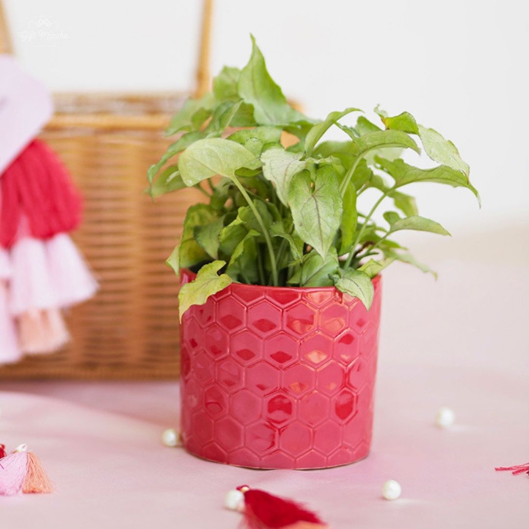 A Garden of Festive Joy