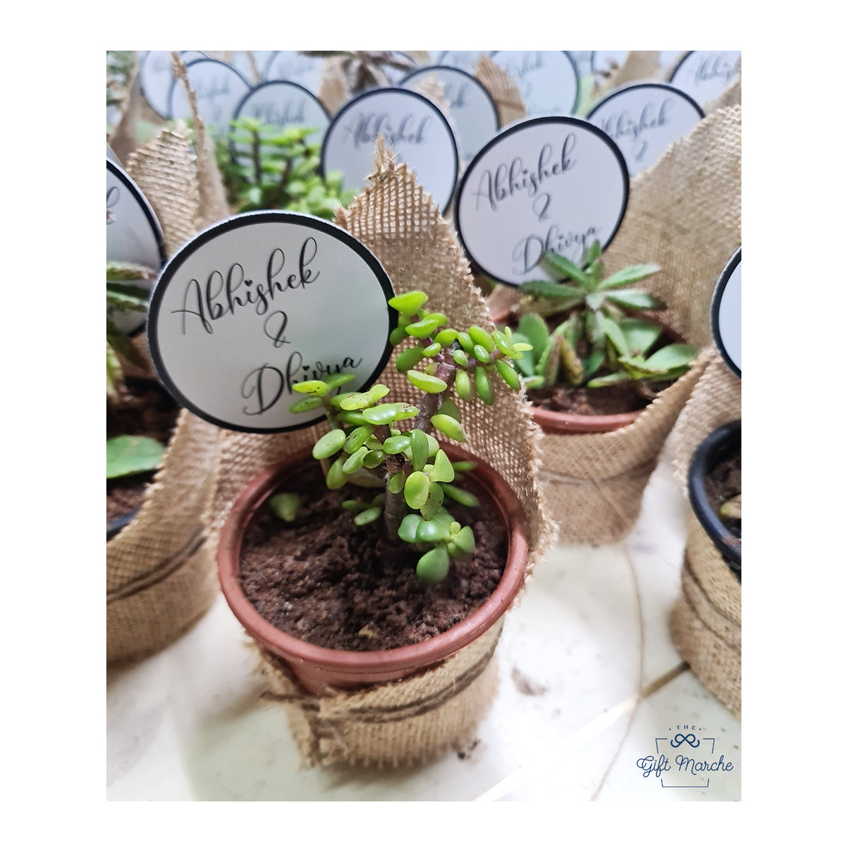 Succulent Return Gift