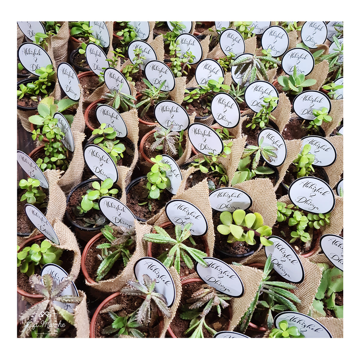 Succulent Return Gift