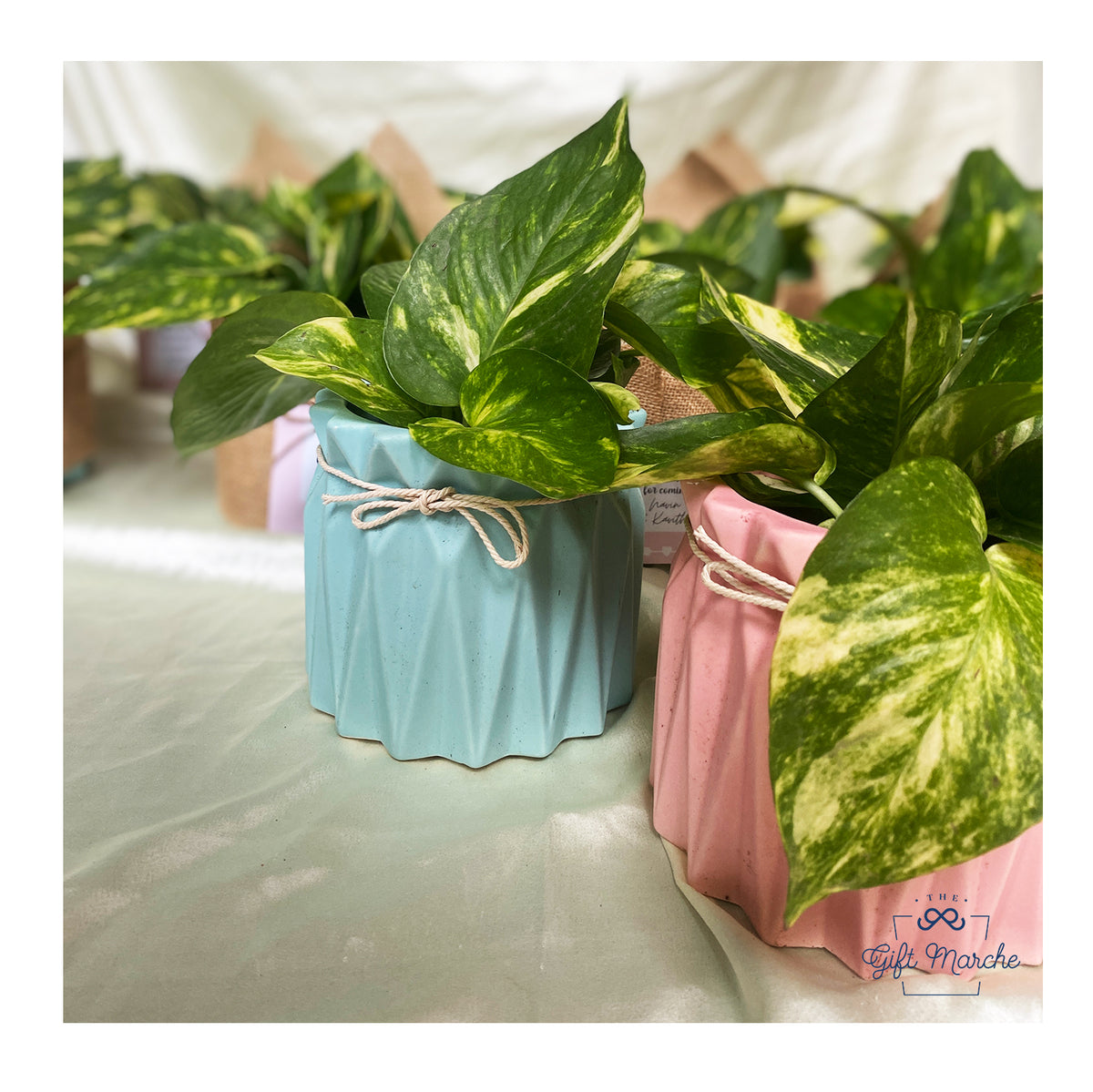 Evergreen Elegance Planter Favour