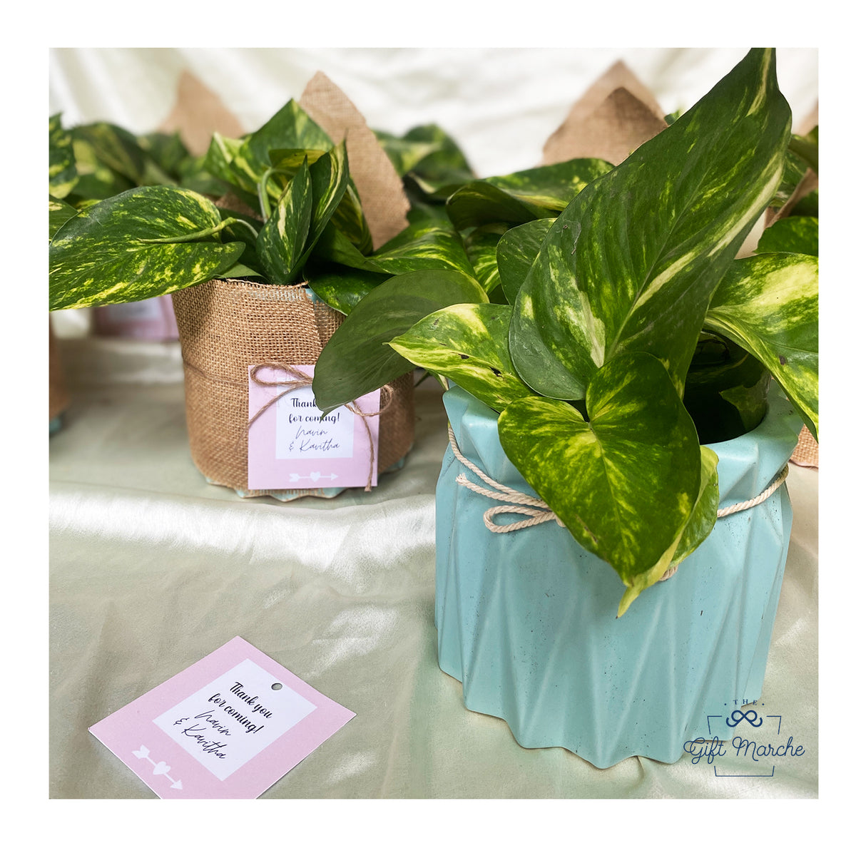 Evergreen Elegance Planter Favour